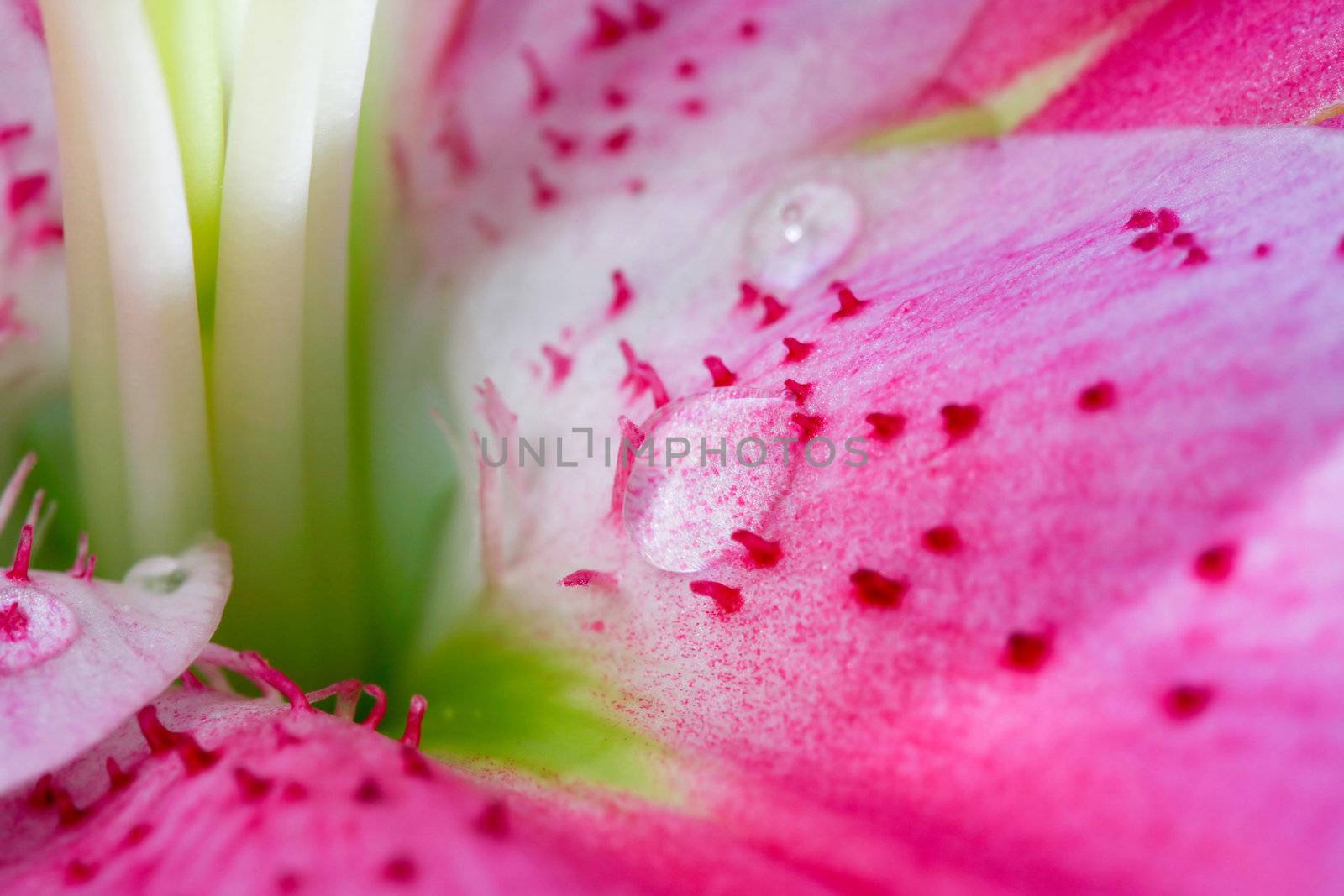 Abstract background of flower: image of petal closeup with drop