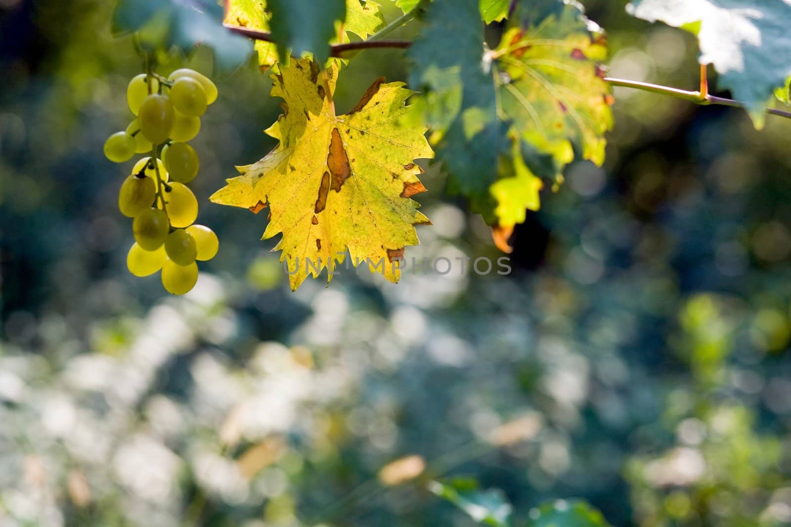 An image of autumn golden berries of grapes 