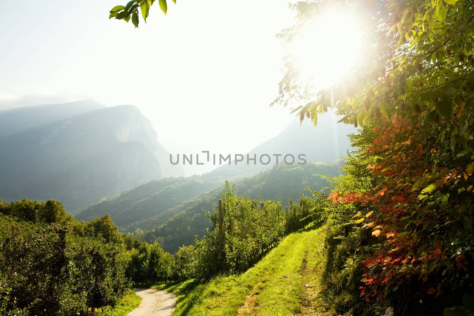 An image of fresh green vine in sunrays