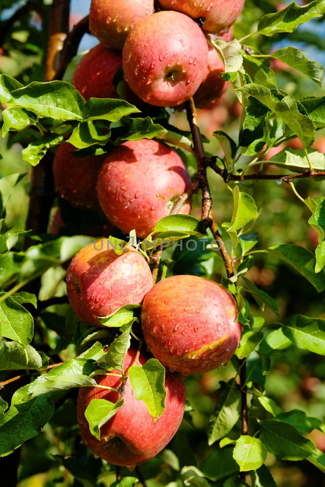 An image of a group of red apples on the tree
