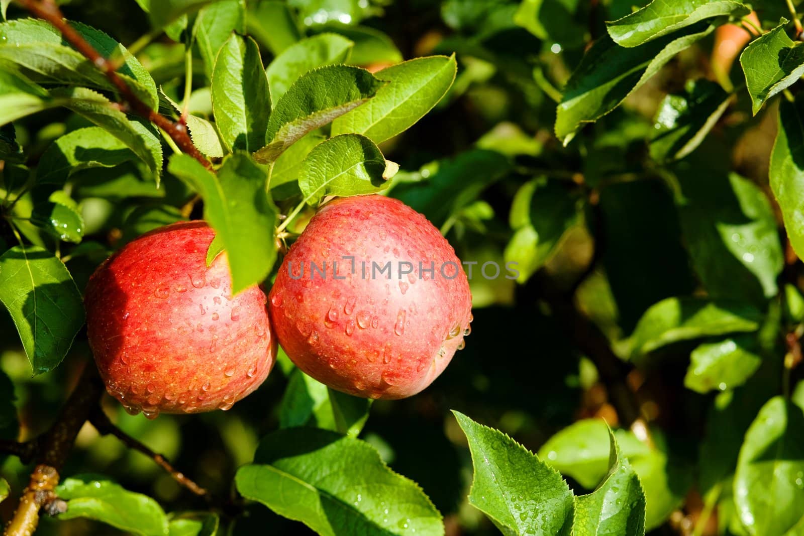 Red apples by velkol