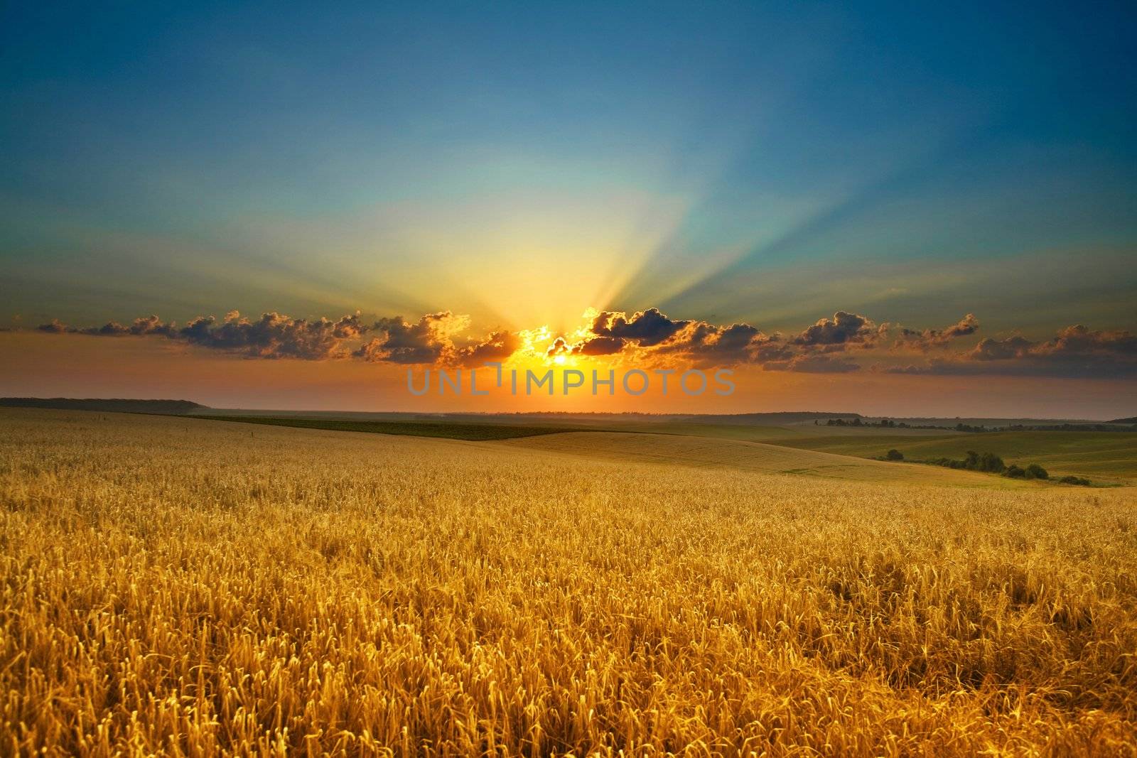 An image of a sunset over a golden field