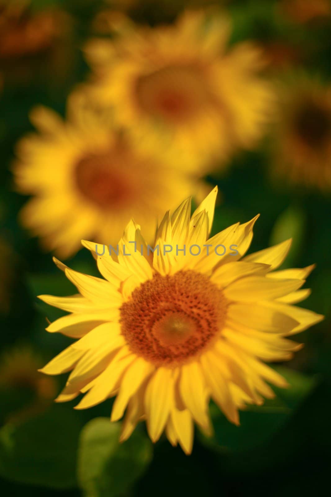 Background from a field of bright yellow sunflowers