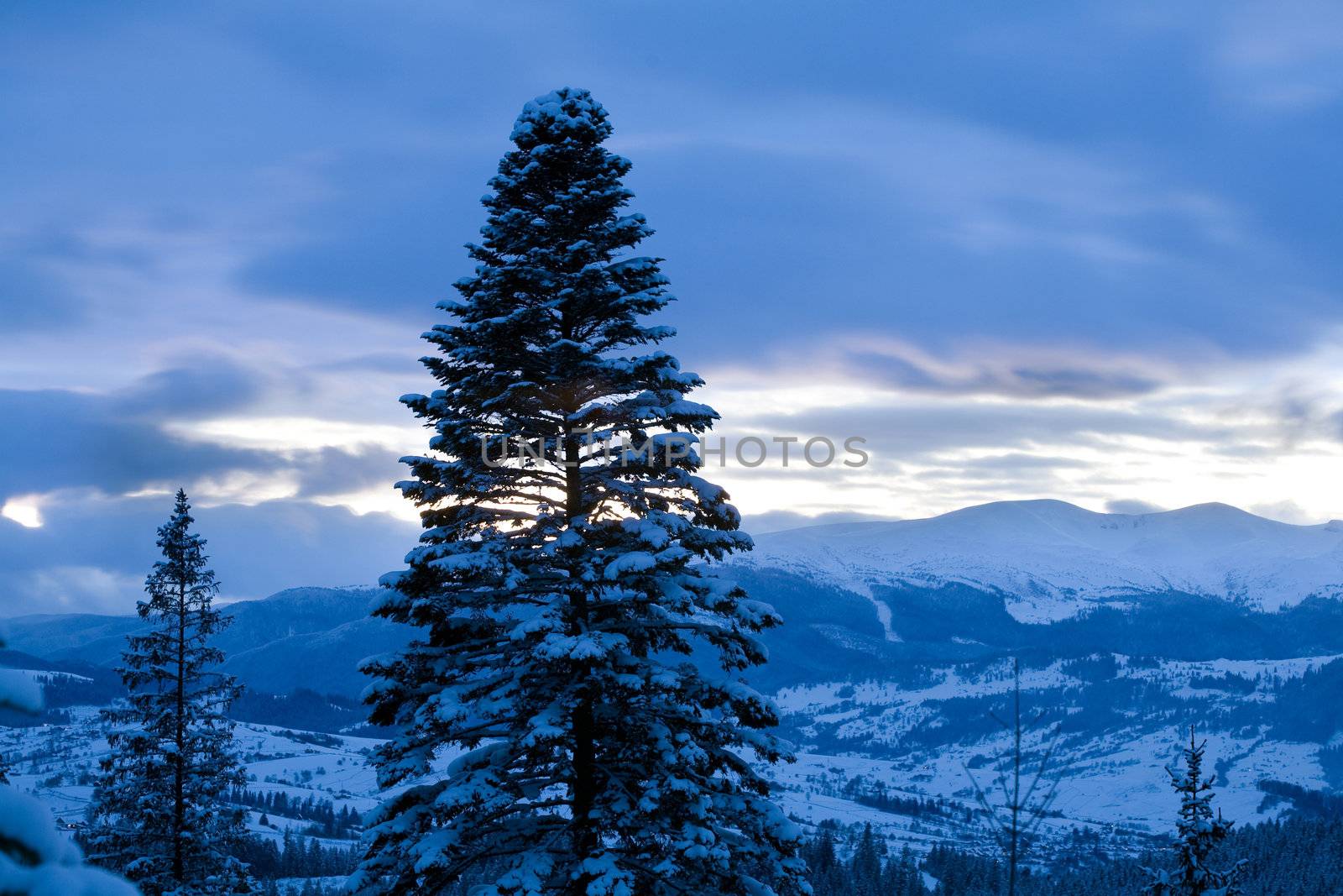 An image of blue dawn in the mountains and fir-trees