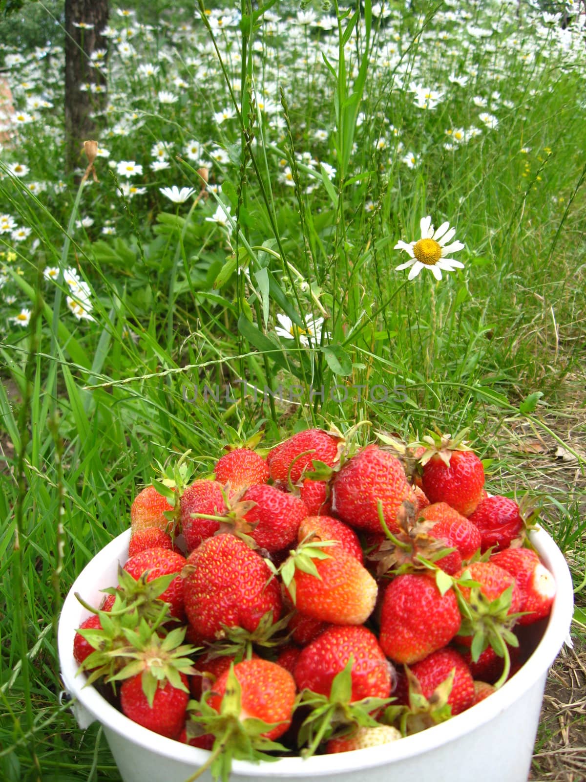 Bucket with a strawberry by alexmak