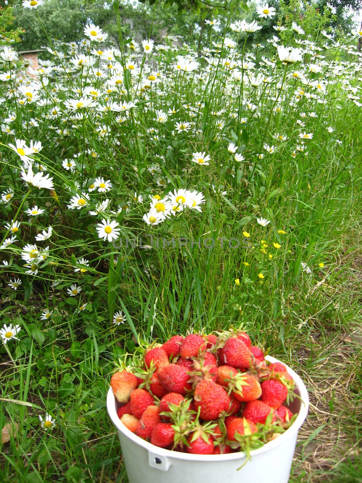 Full bucket with a strawberry on a background of a bed with camomiles