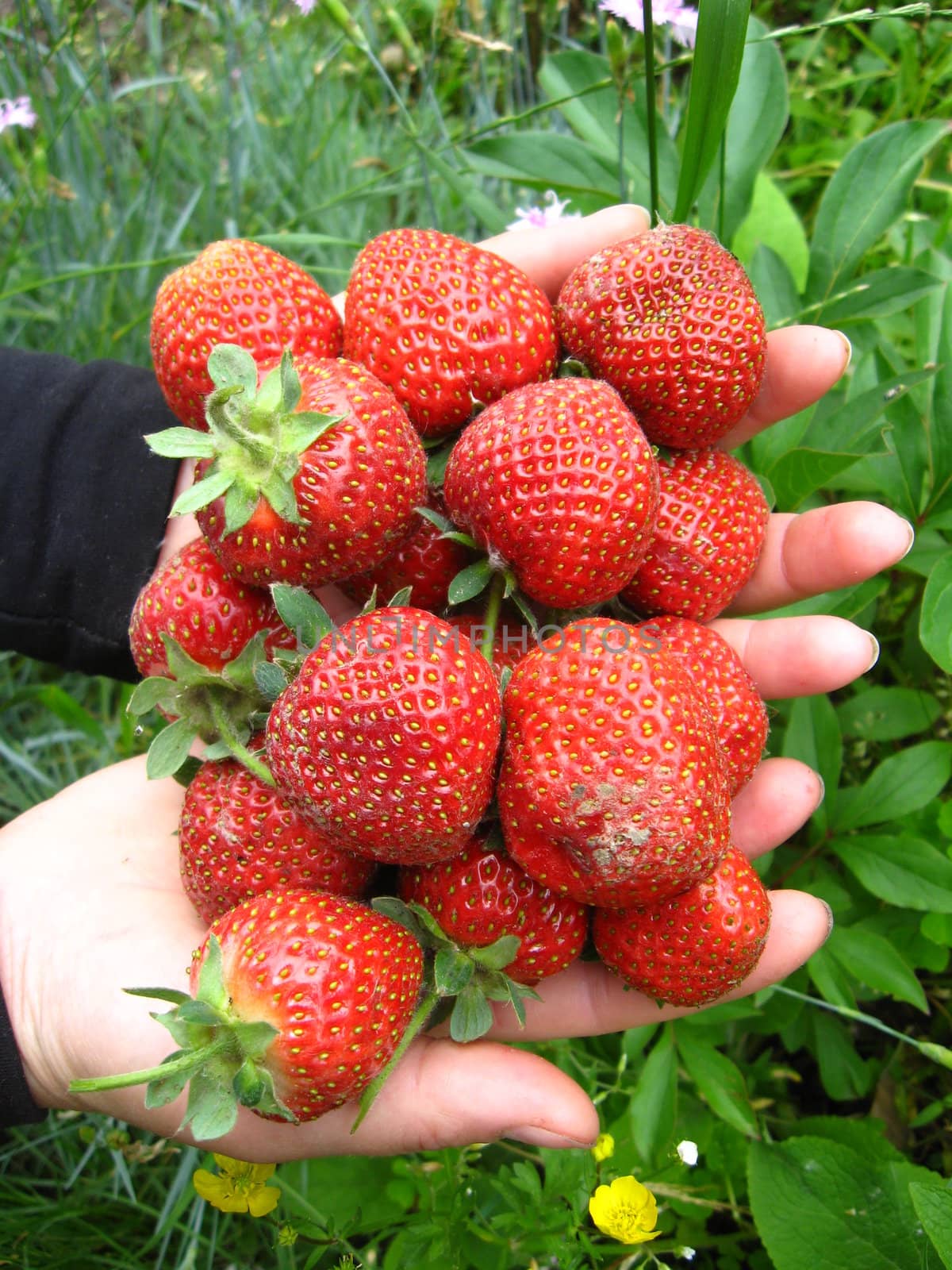 The image of palms full of strawberries