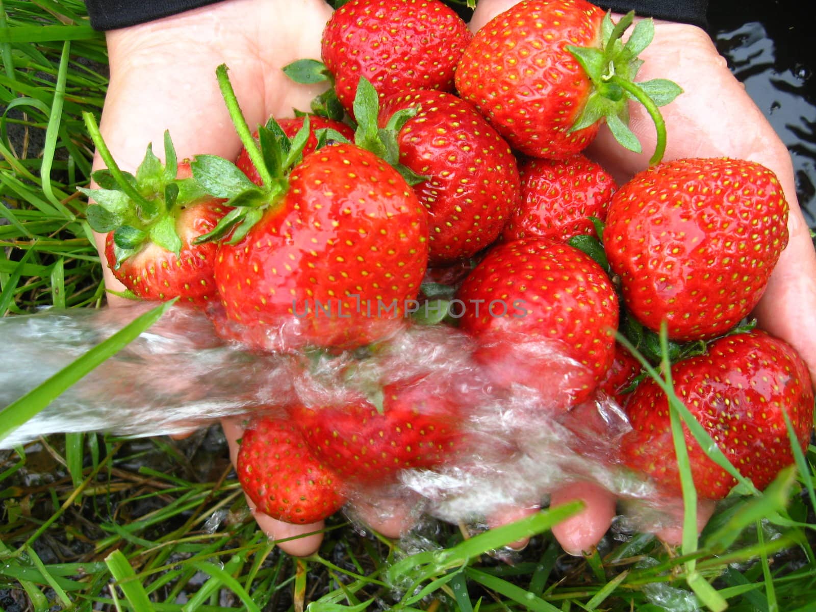 the process of washing of the fresh  strawberry