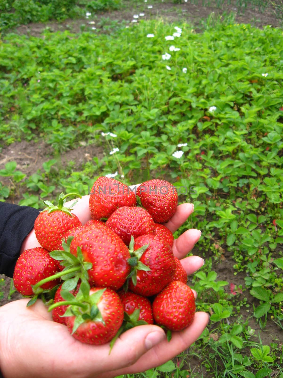 The image of palms full of strawberries