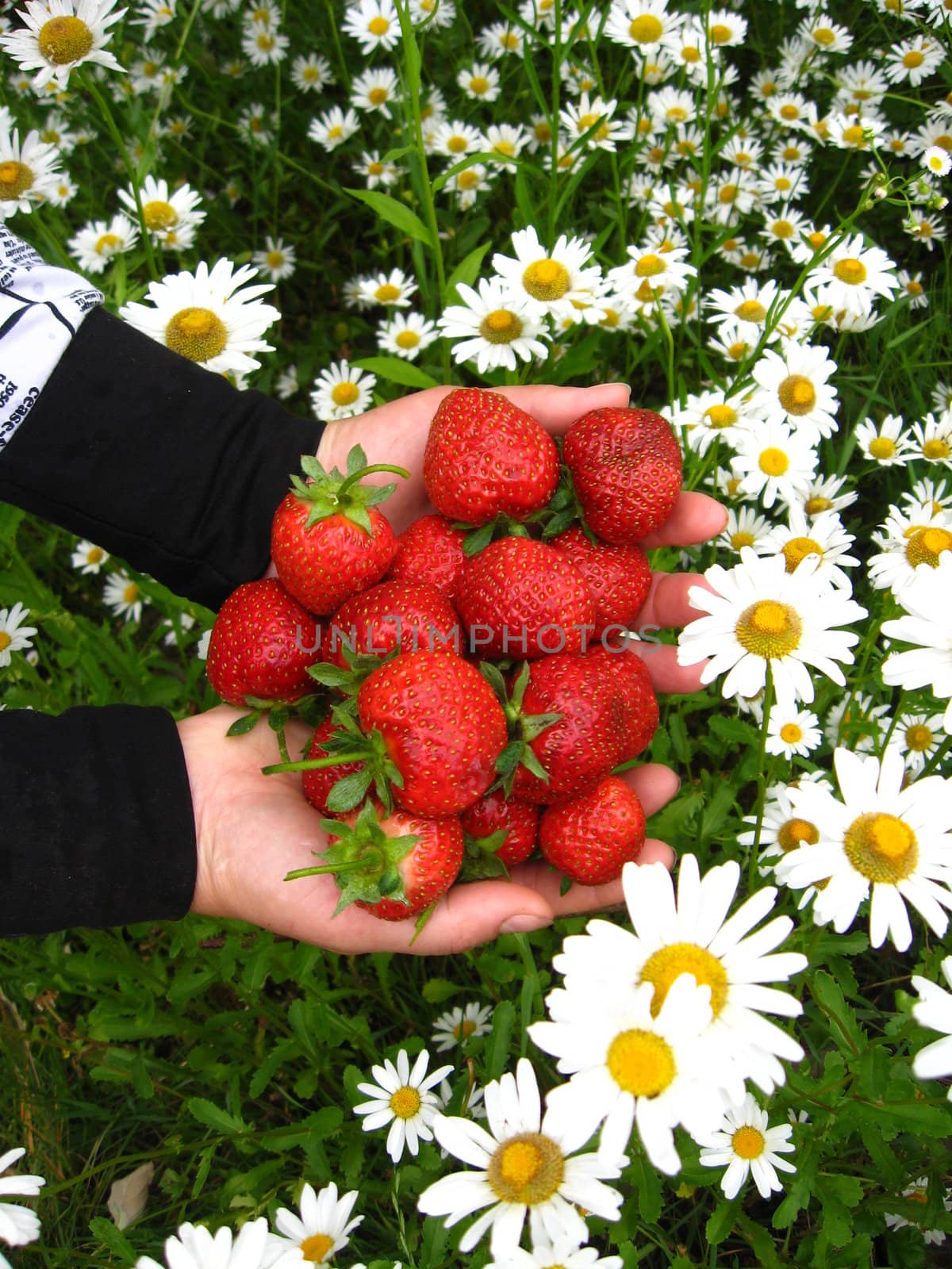 The image of palms full of strawberries above camomiles