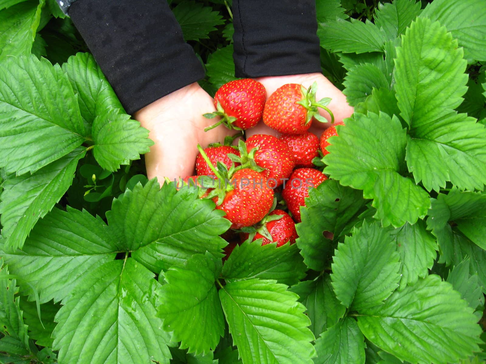 Palms full strawberries by alexmak