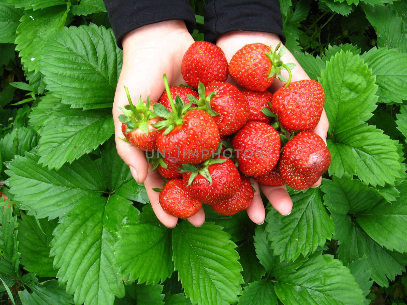 Palms full strawberries by alexmak