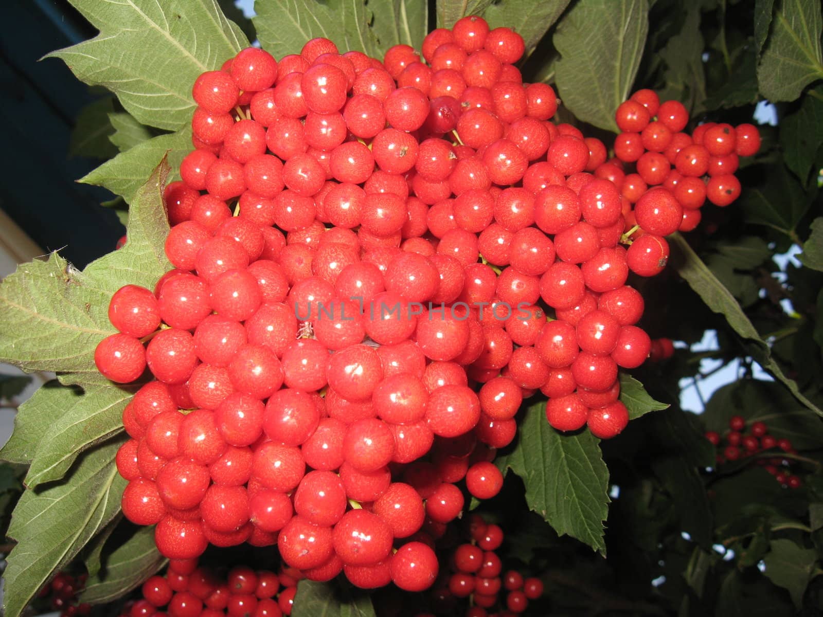 Clusters of a red ripe guelder-rose by alexmak