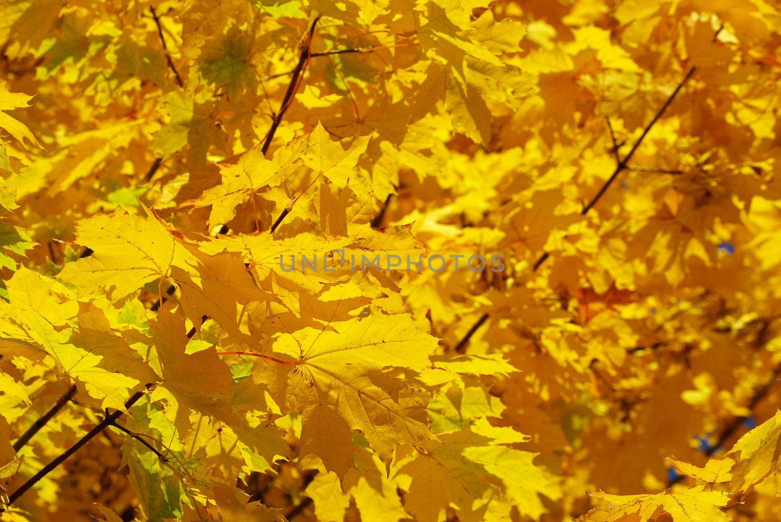 autumn leaves background by Pakhnyushchyy