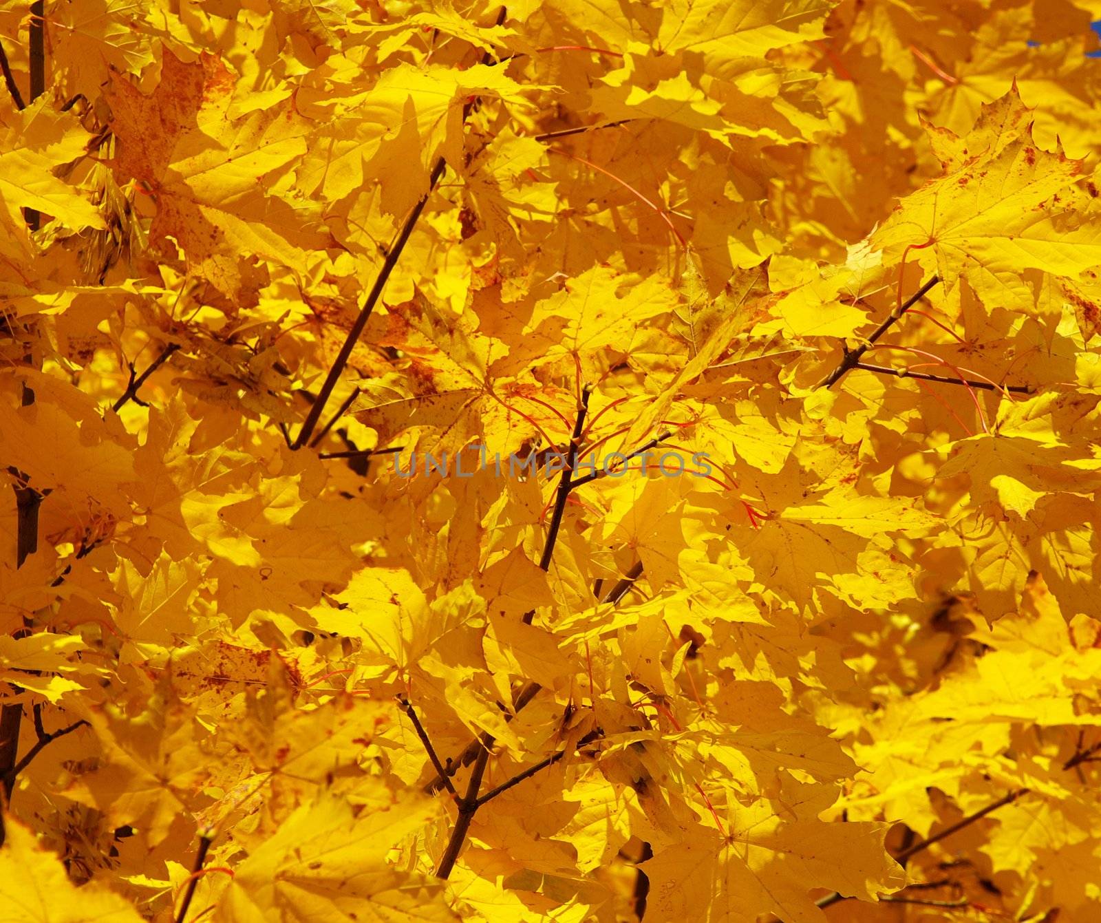 autumn leaves background in sunny day