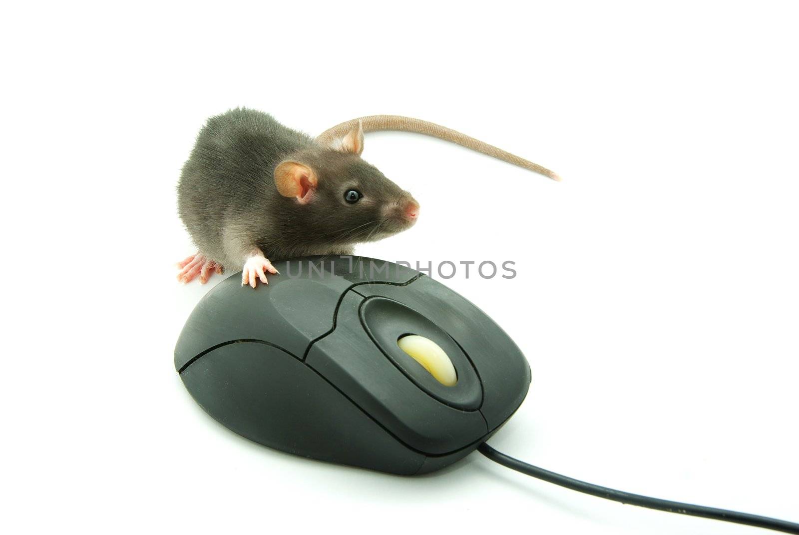  computer mouse  by Pakhnyushchyy