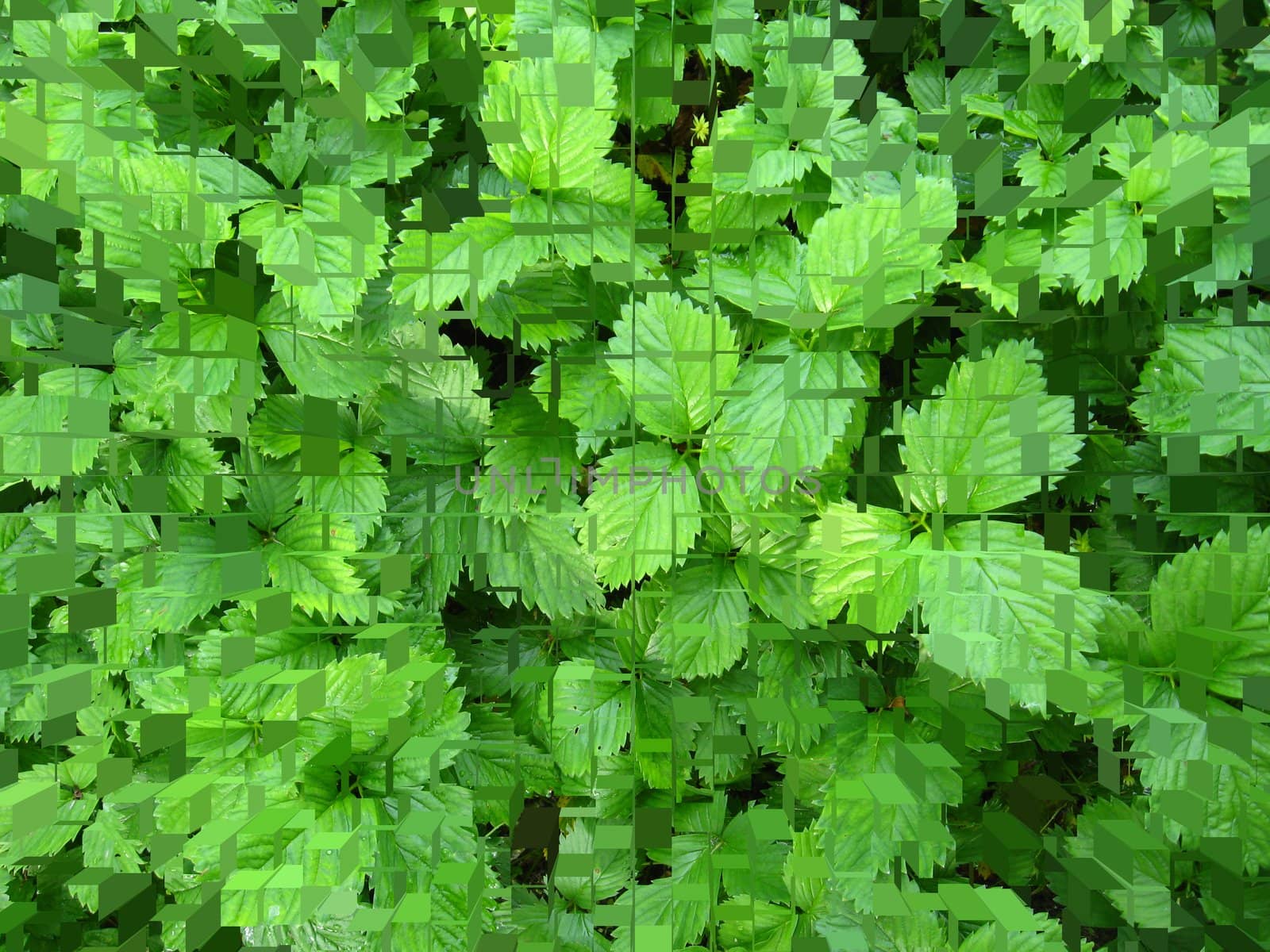 The image of green bushes of a strawberry in puzzles