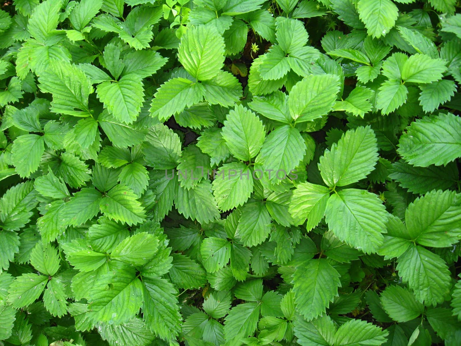 Green bushes of a strawberry by alexmak