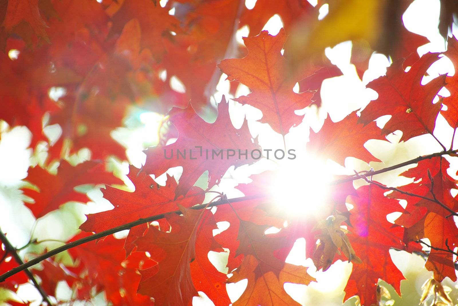  leaves background by Pakhnyushchyy