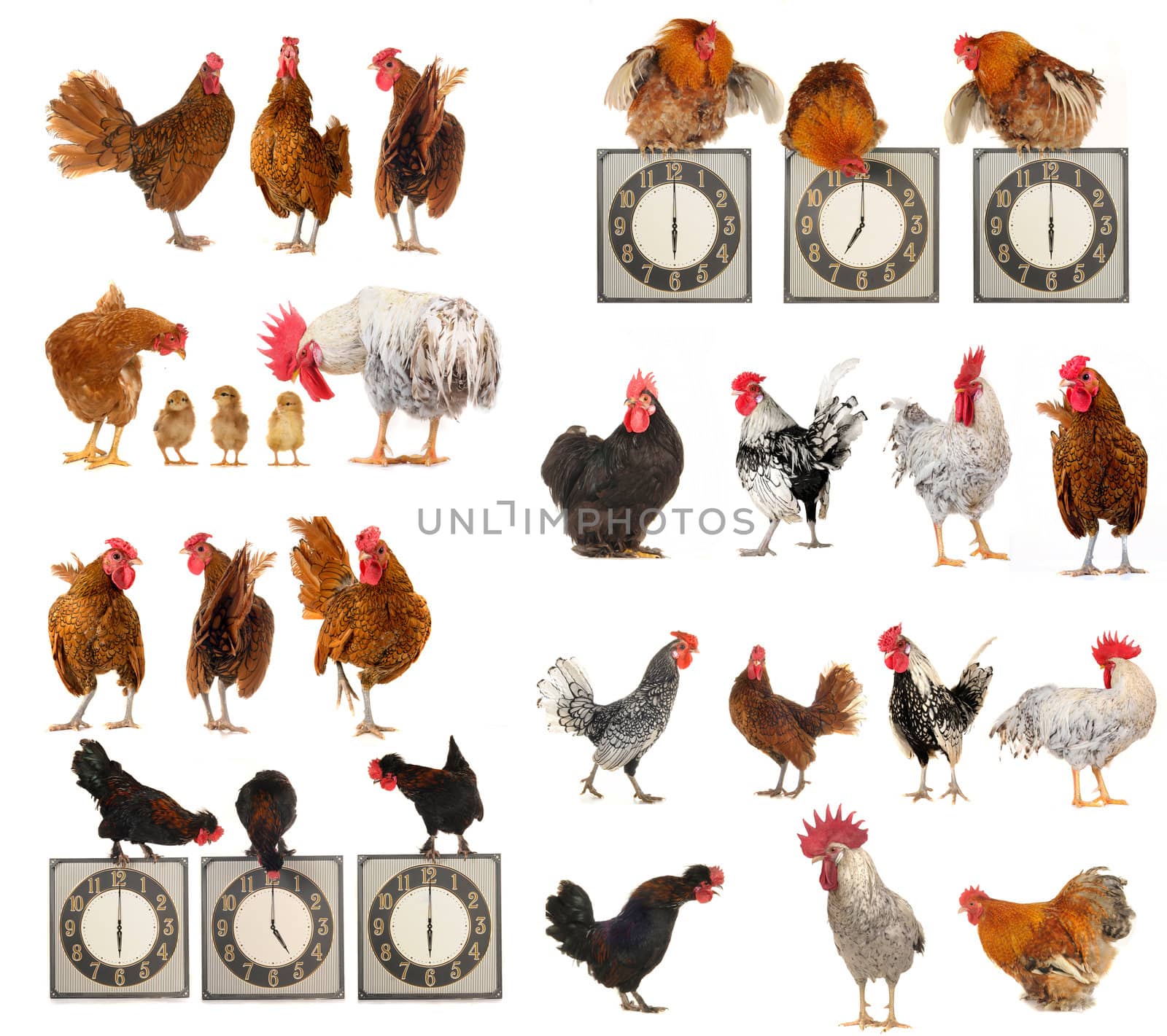 cocks on a white background                               