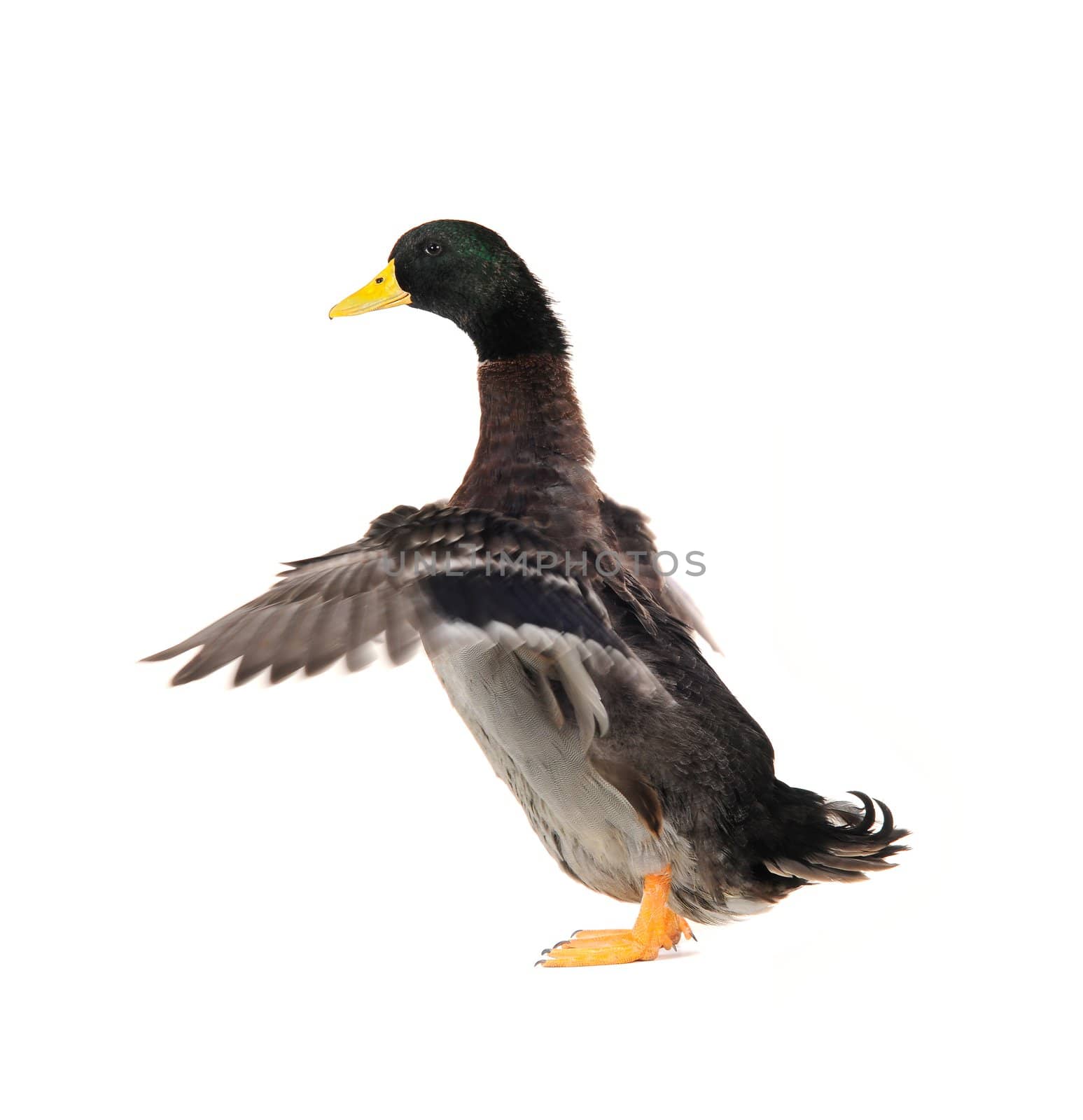  duck on a white background           