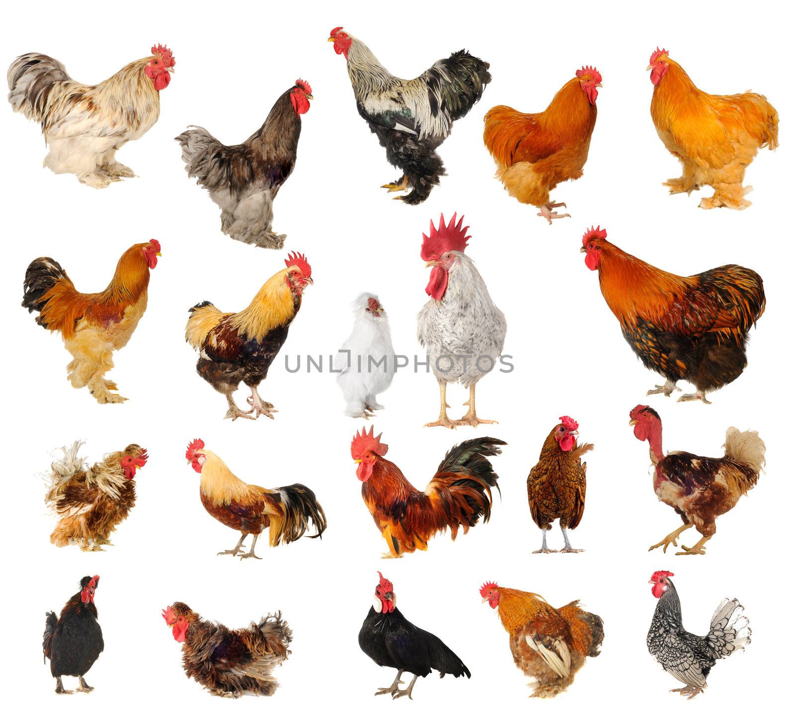 Twenty breeds of cocks on a white background                        