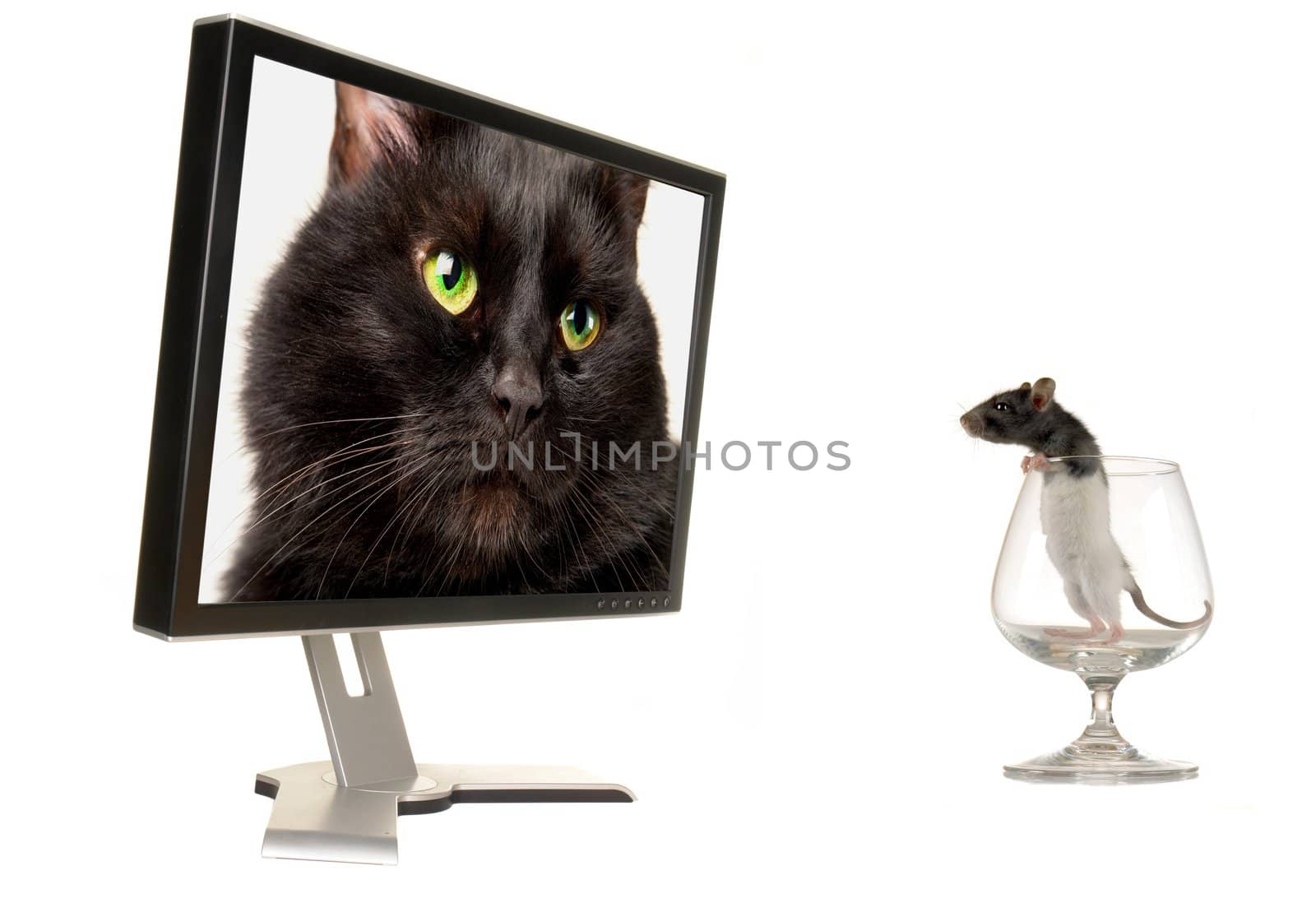  Rat on a background of the monitor
