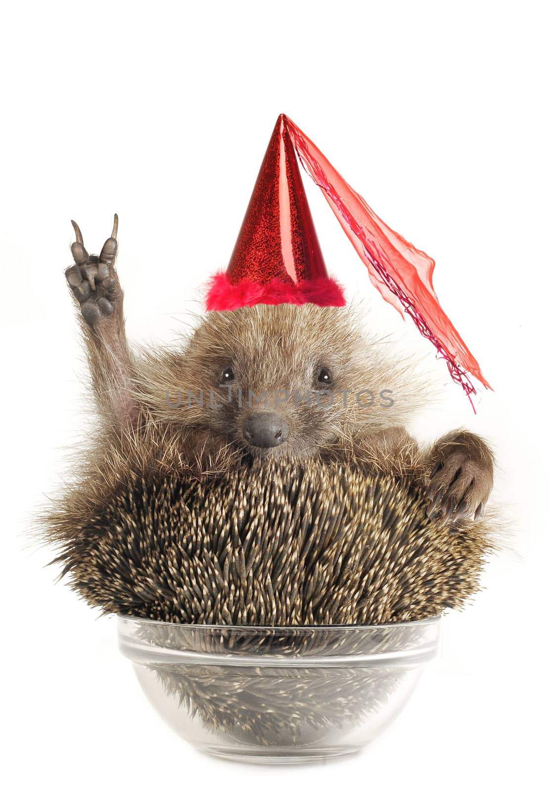 Hedgehog with gesture a victory on a white background
