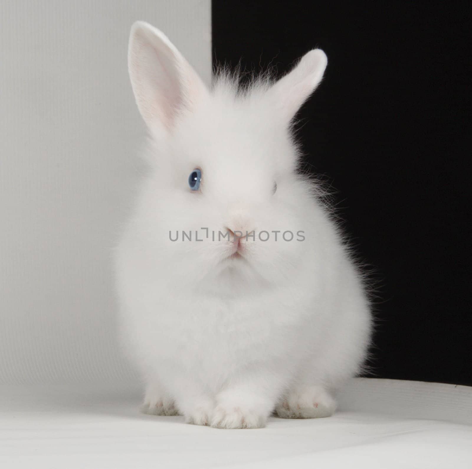 white rabbit �n a white background