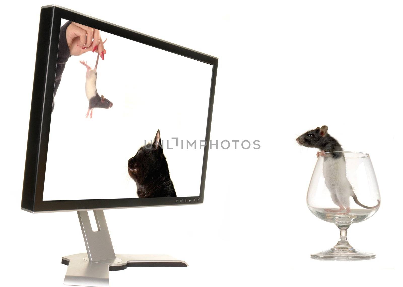  Rat on a background of the monitor
