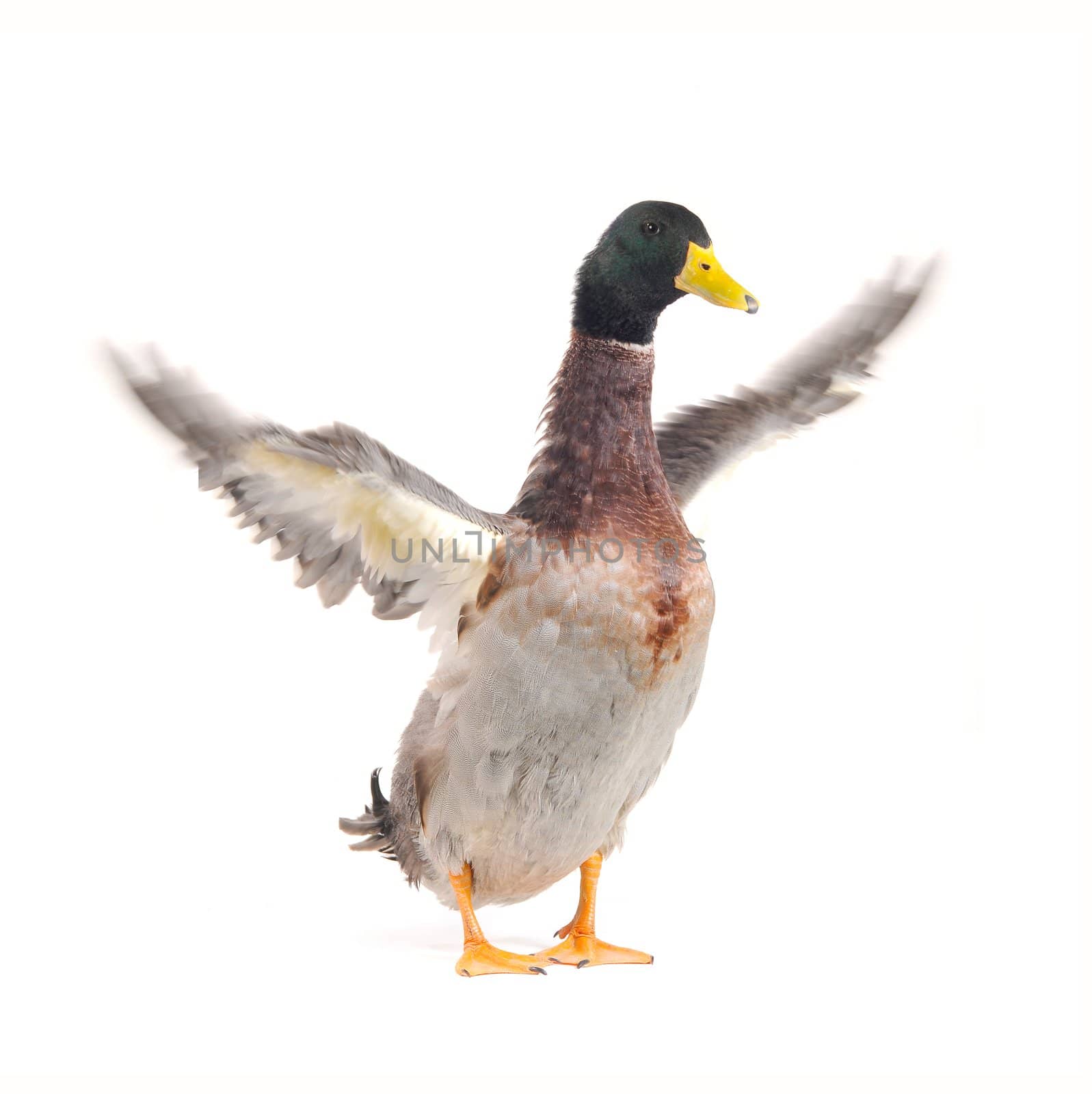  duck on a white background           