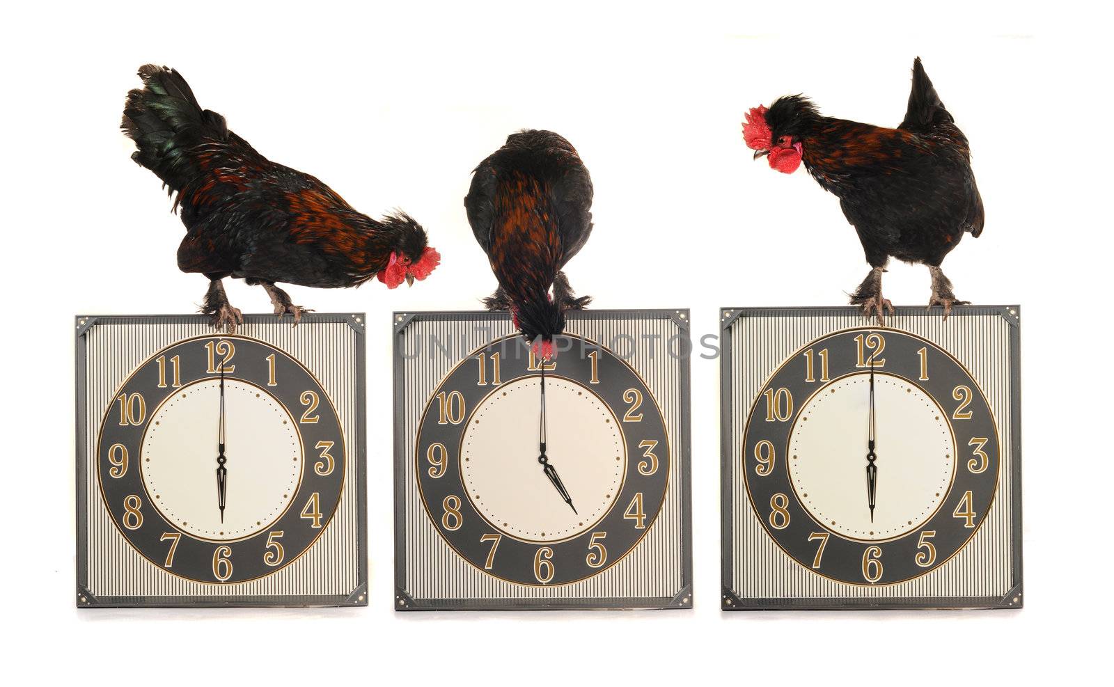 Cocks on hours on a white background