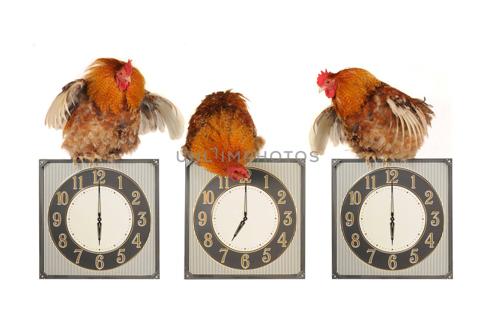 Cocks on hours on a white background