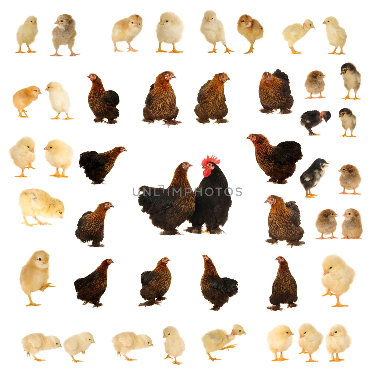  black hen on a white background