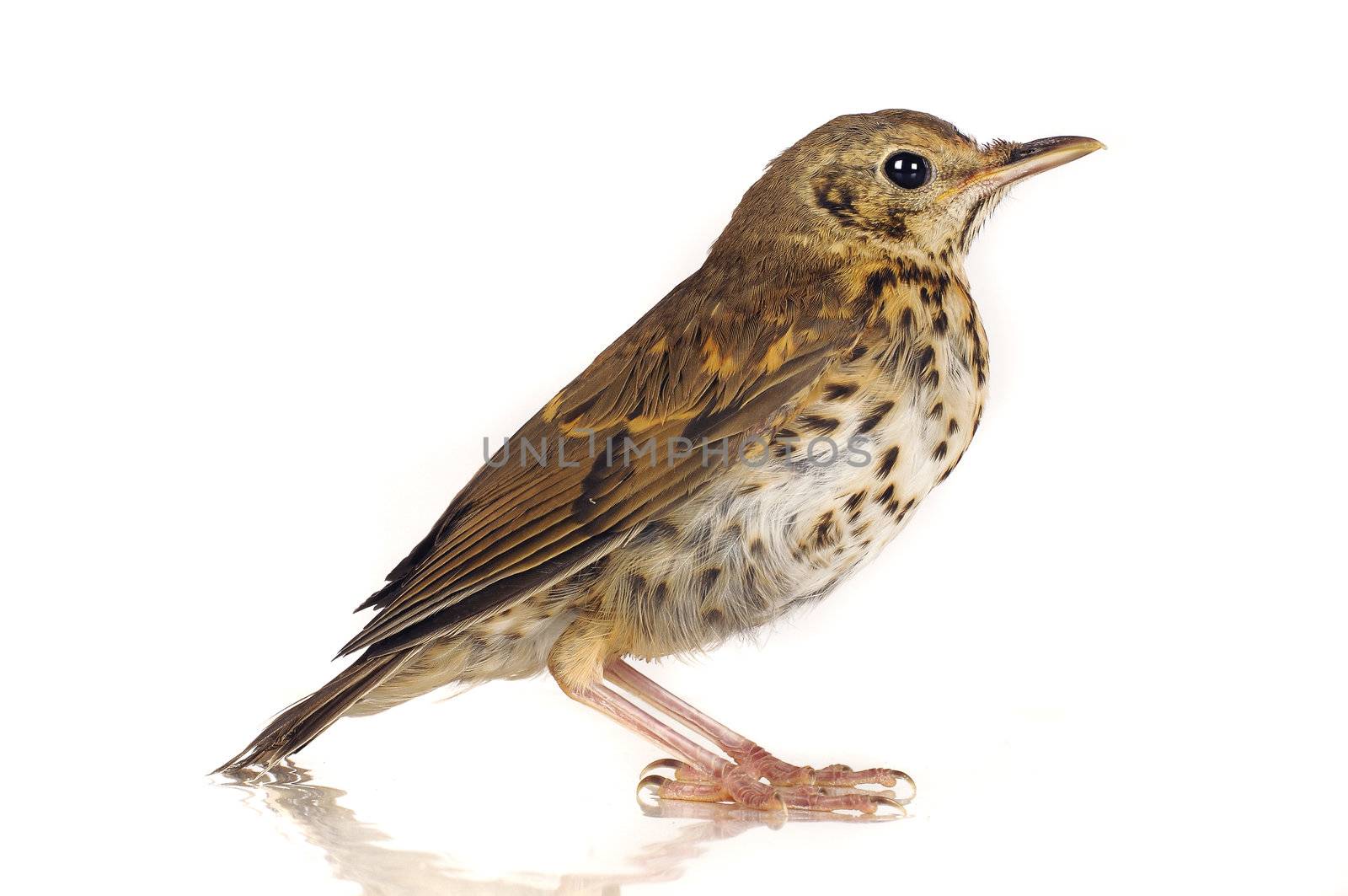 song thrush  on a white background