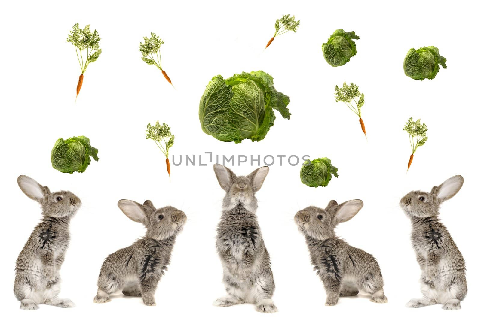 Five grey  rabbit on  a white background