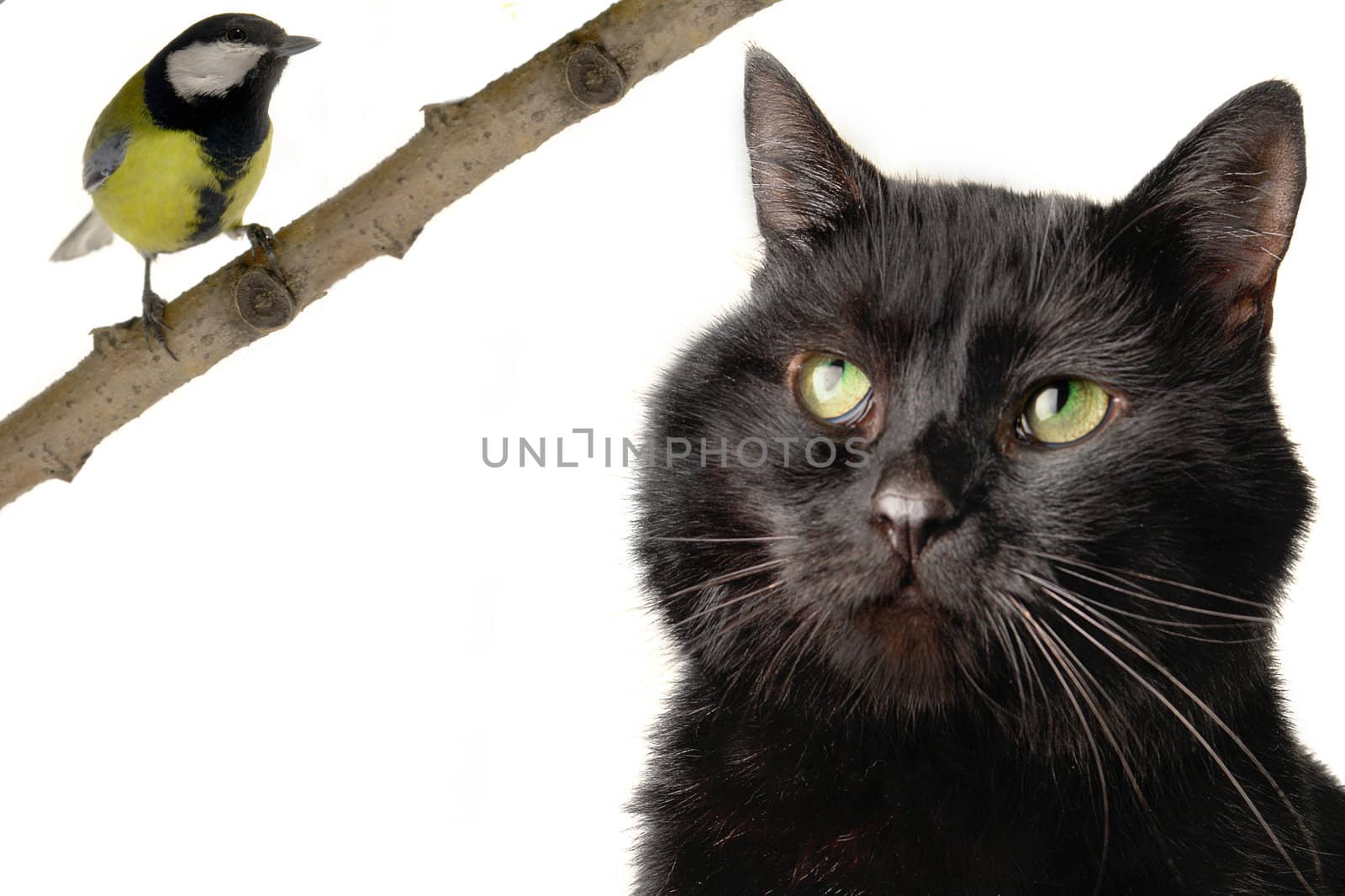 Black cat on a white background