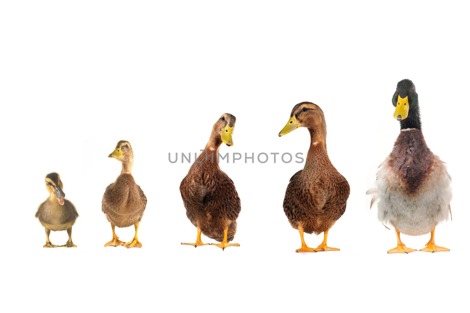  ducks on a white background           