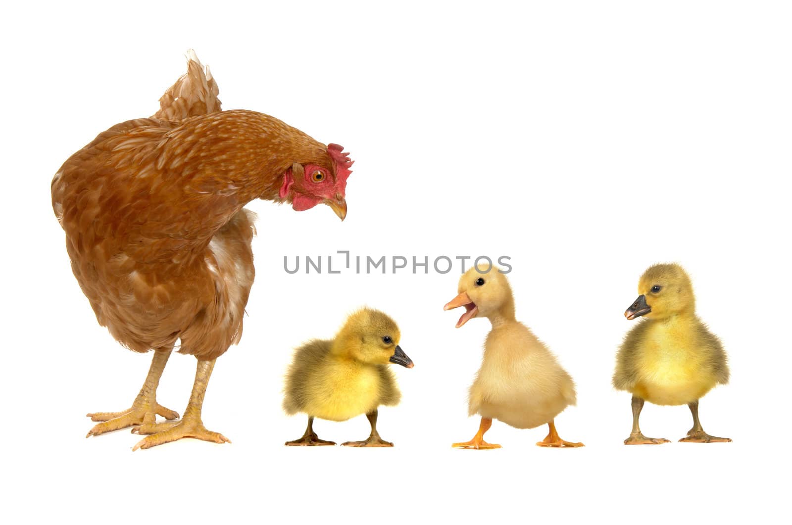 hen and chick ducks on a white background            