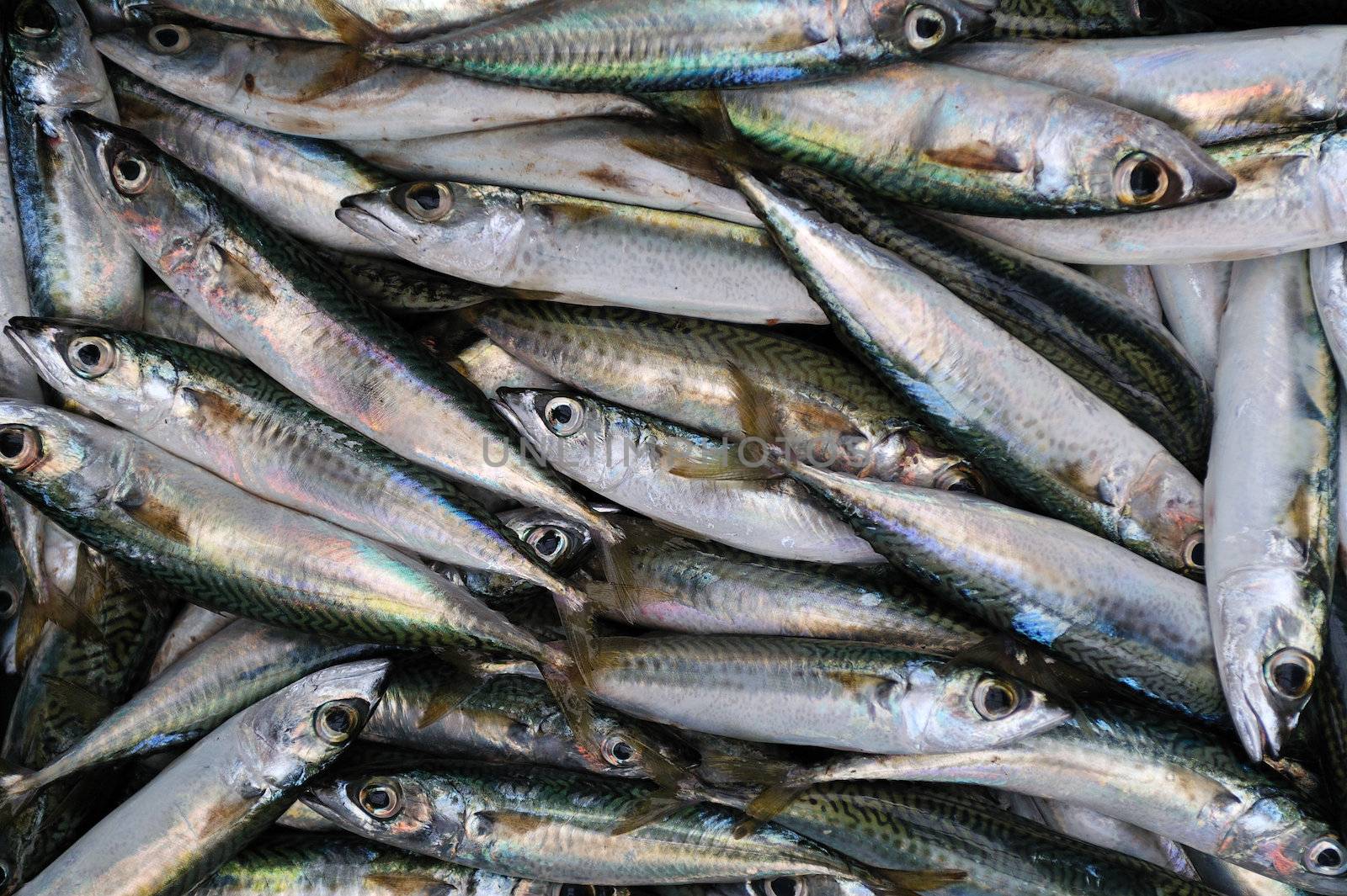 Fresh bluefin tuna fish background. Photographed in the Israeli market