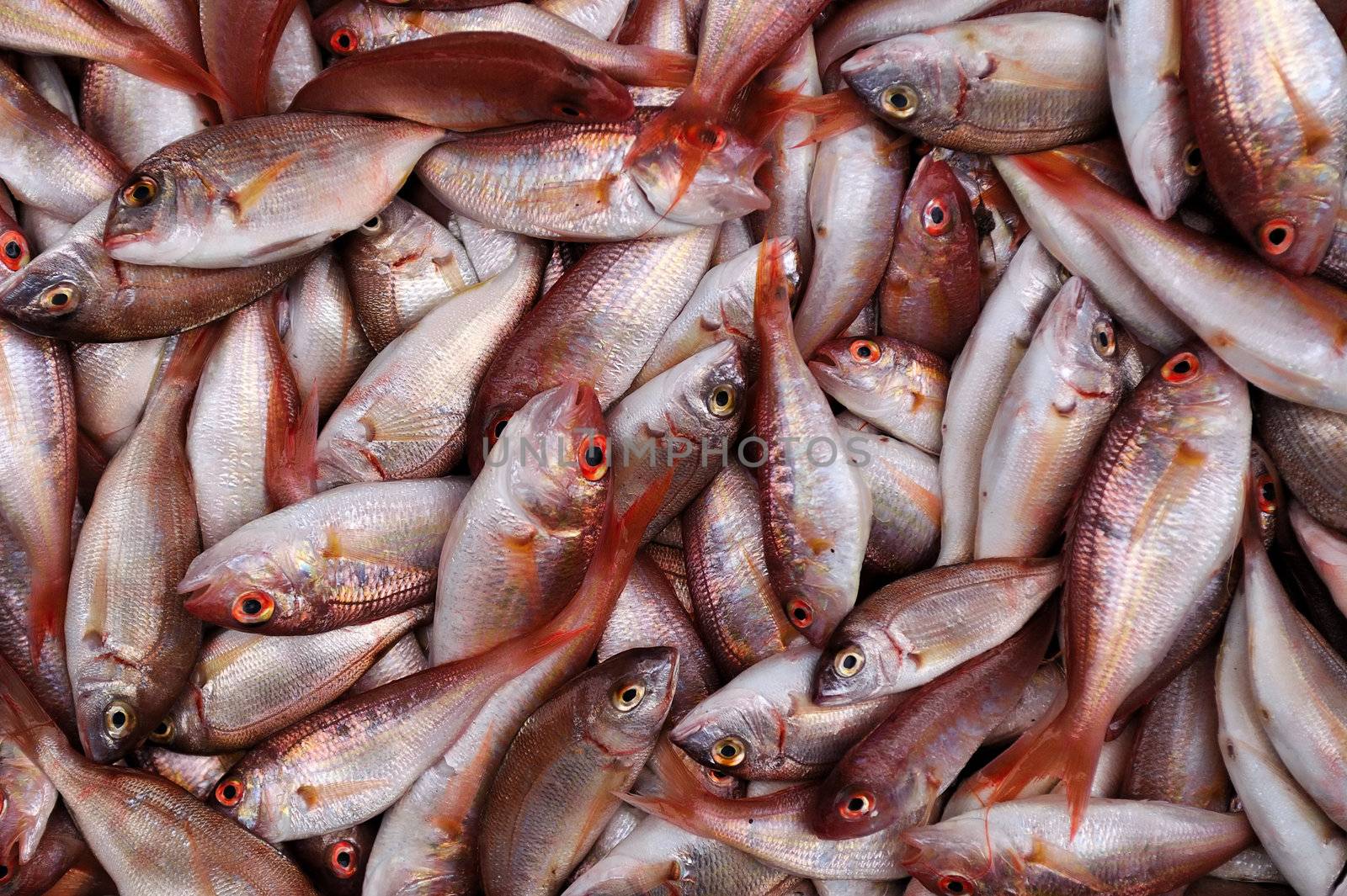 Fresh red sea bream fish background. Photographed in the Israeli market