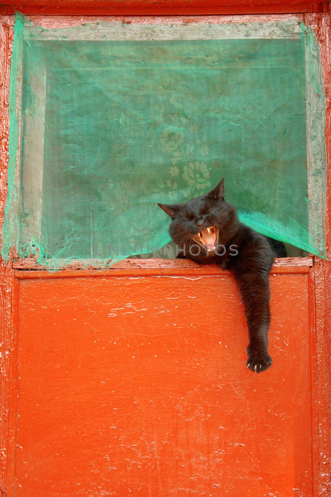 Black cat on a red background