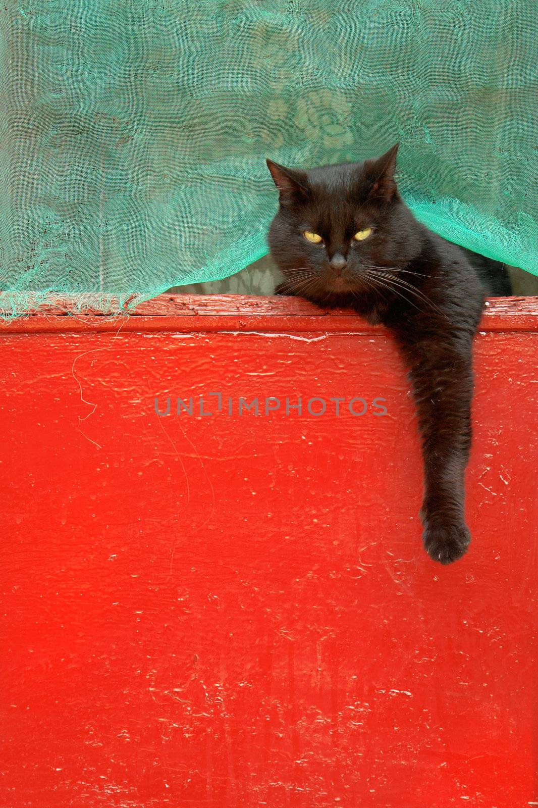 Black cat on a red background