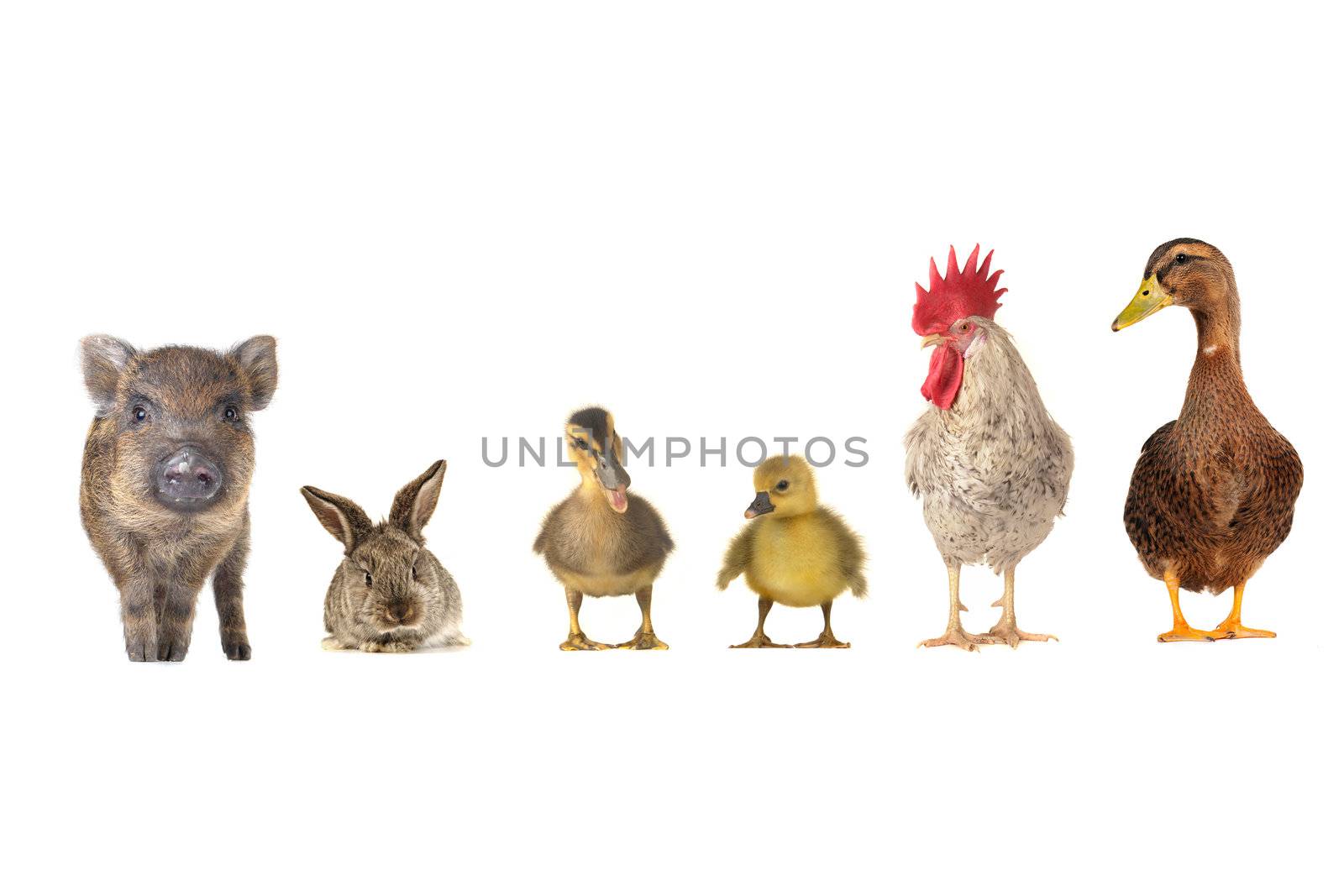 pets on a white background