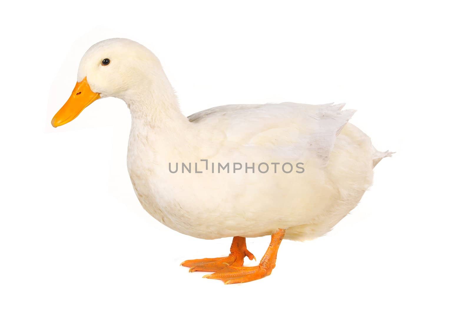  duck on white a background           