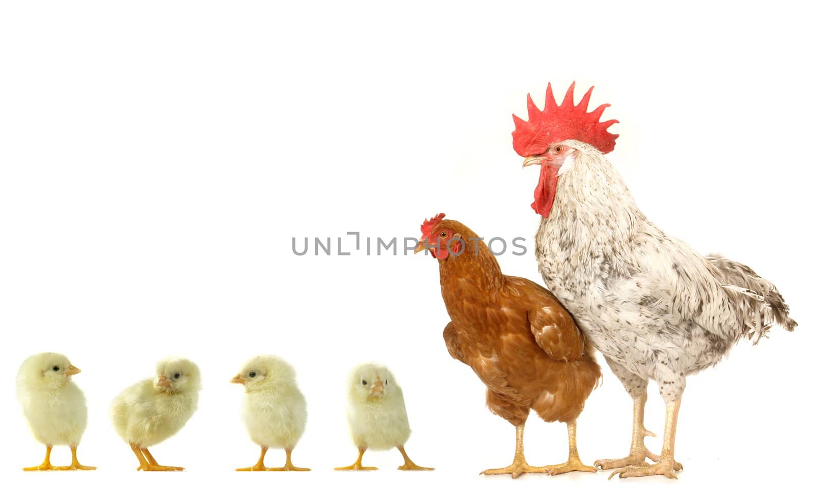hen and cock on a white background                               