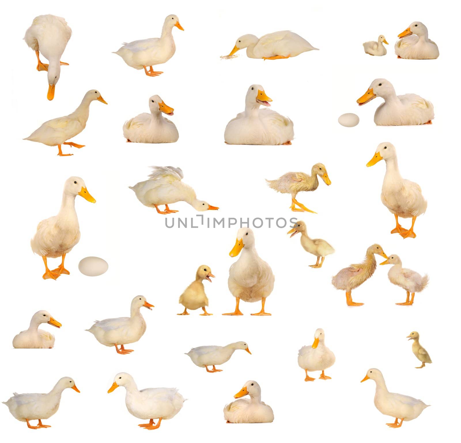 white duck on white a background           