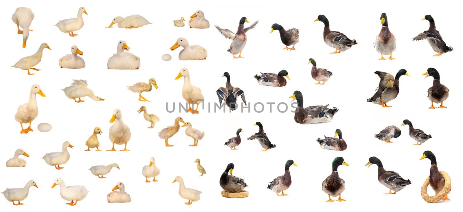 white duck on white a background           