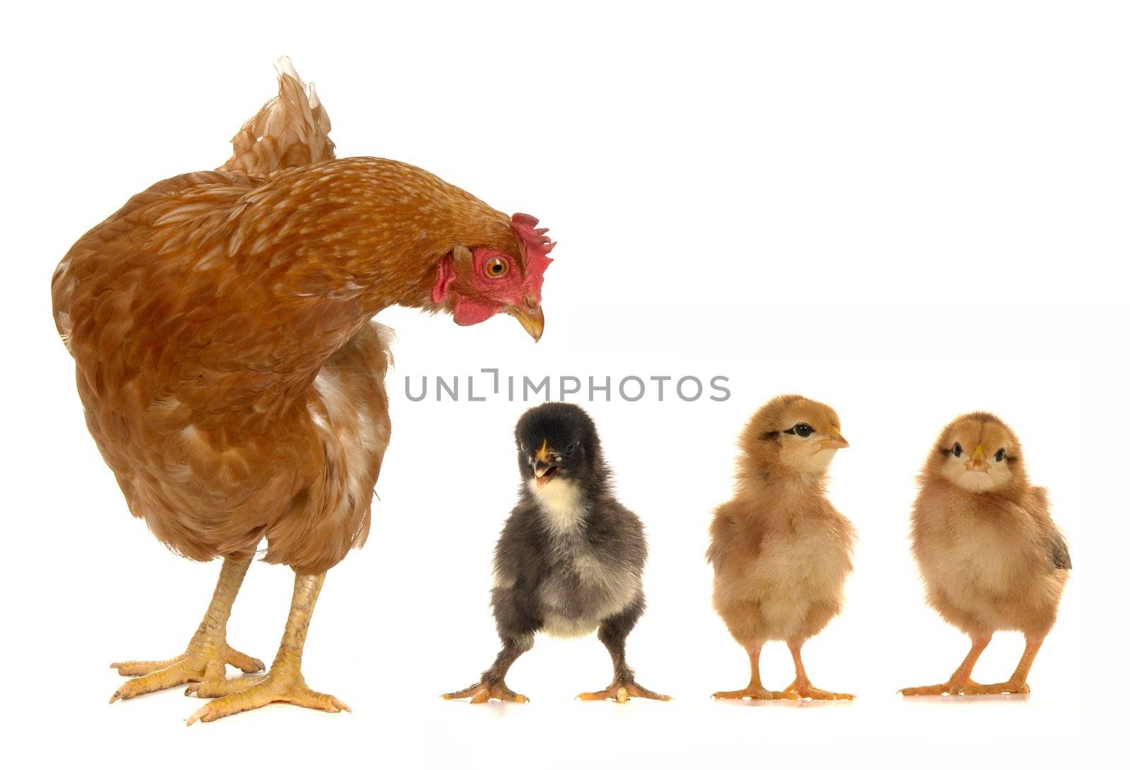 hen and chicks on a white background                               