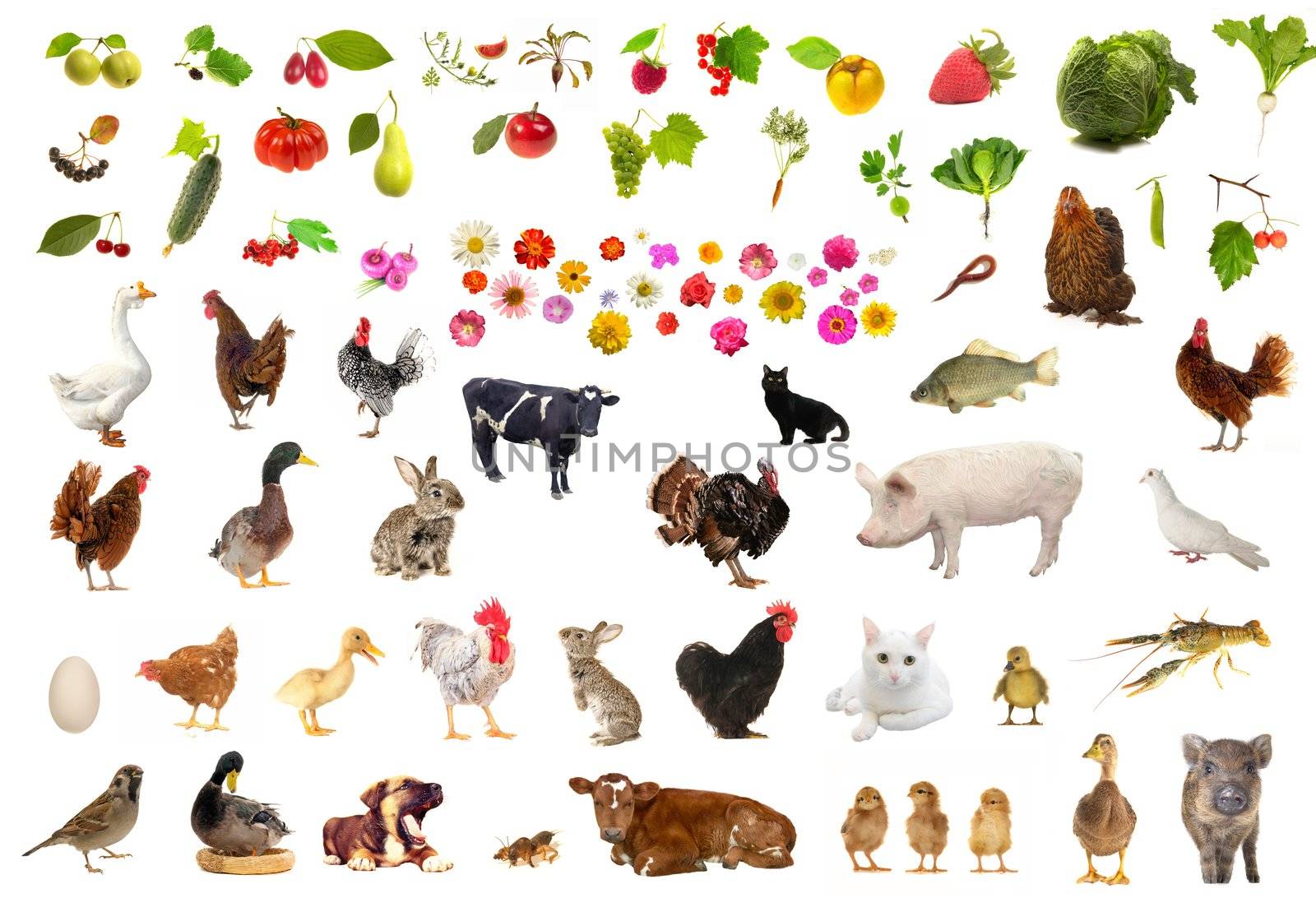farming  objects on a white background                                 